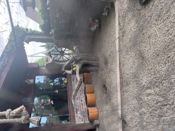 IMG_1978.jpeg
