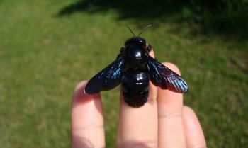 czarna pszczoła - ciekawostka