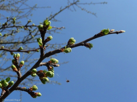 Wiosenne drzewo - 07.04.2021