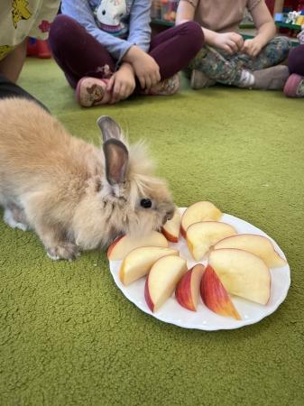 Wizyta mamy Igi i króliczka Skicka