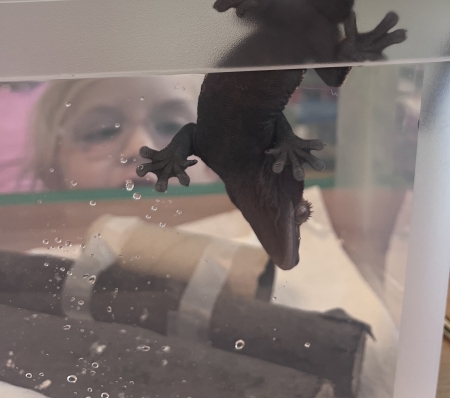 Gekon orzęsiony w sali czyli wizyta pupila pani Kasi