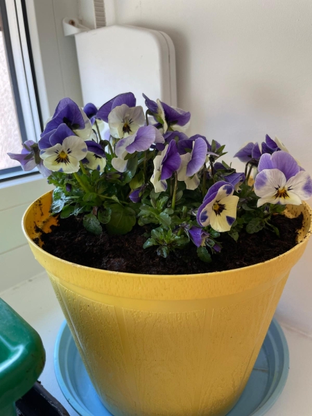 Ogródek wiosenny w Sowach – nasza zielona przygoda