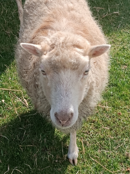 Wycieczka do Kids Farm